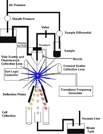 This is a diagram of a Fluorescence Activated Cell Sorter (FACS)