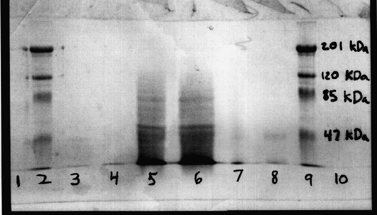 Sds+page+gel+storage