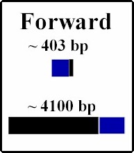 forwardcut.jpg (9826 bytes)