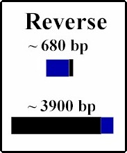 reversecut.jpg (9640 bytes)