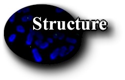 structurebanner.jpg (8560 bytes)