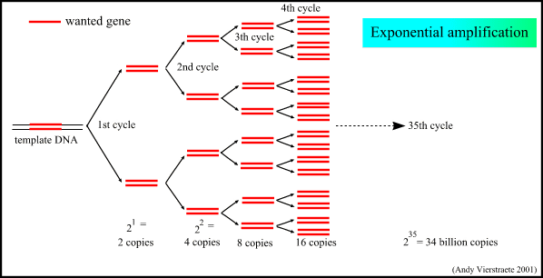 Pcr Temperatures