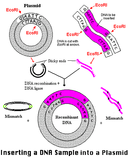 Plasmid