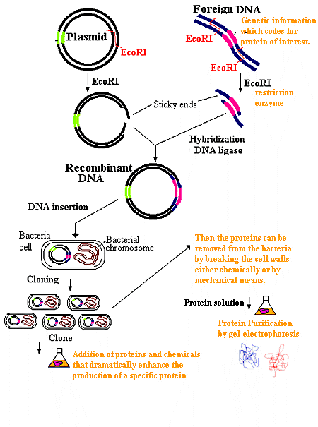 Protein Harvesting