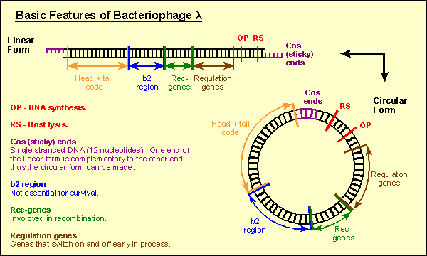 http://www.bio.davidson.edu/Courses/Molbio/MolStudents/spring2003/WilsonE/phagevec.gif