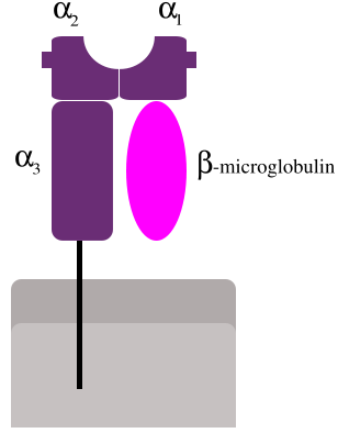 Function of MHC Class I