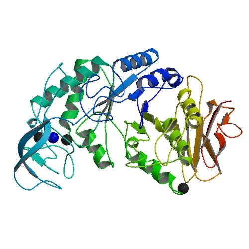 bacillusstructure