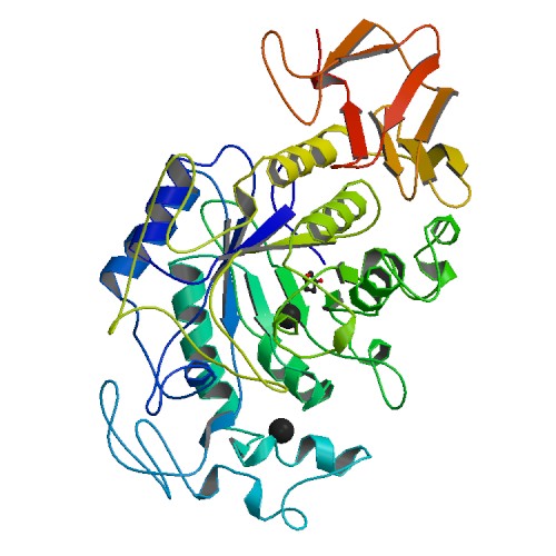 Salivary Amylase Structure