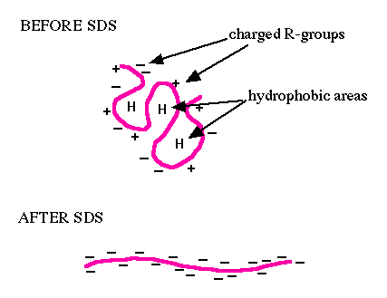 http://www.bio.davidson.edu/Courses/genomics/method/SDSPAGE/SDSwprotein.GIF