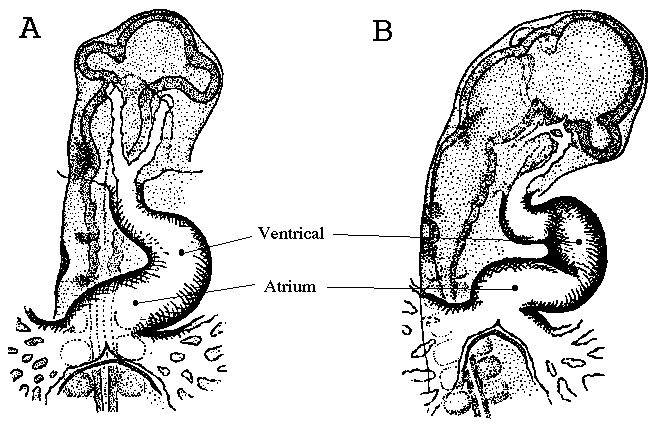 Chicken Heart Diagram