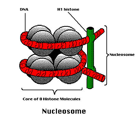 nucleosome.gif