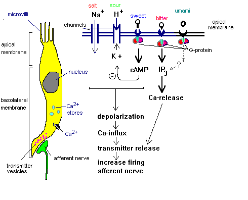 diagram of cell. Nerve Cell Diagram