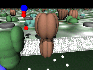 Animated Photosynthesis