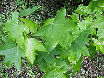 Sweet Gum Sweet Gum