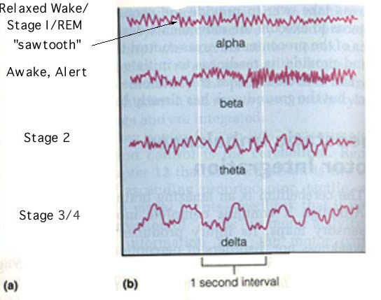 eeg waves