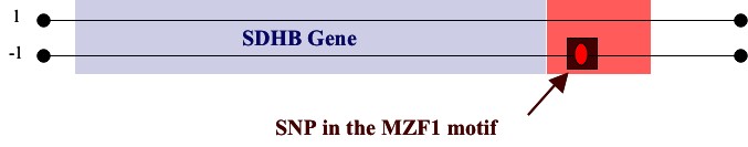mzfSNP