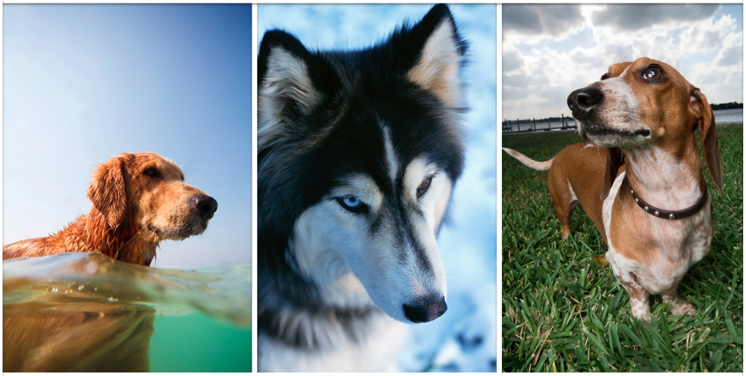 dogimage