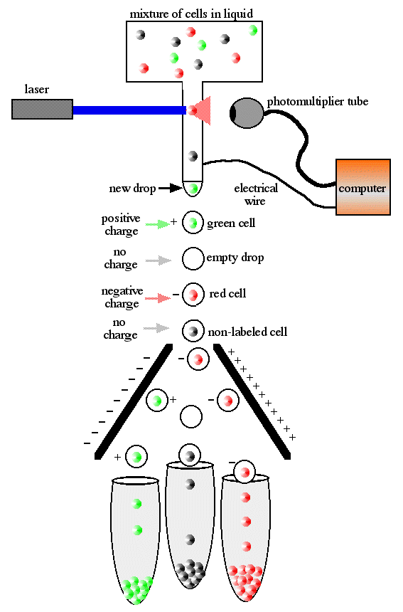 Diagram of FACS