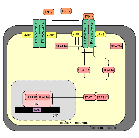 ifn pathway