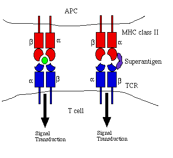 Mhc 1