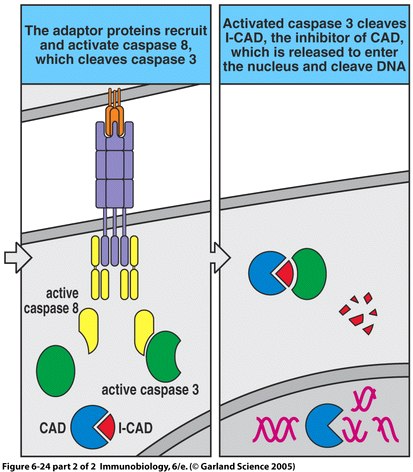 Fas Apoptosis
