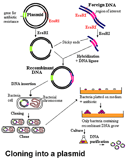 Dna Transformation