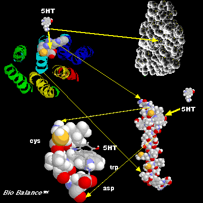 5HT2A Serotonin Receptor