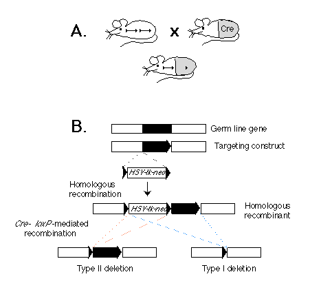 Gu Et Al 1994 Cell Type Specific Gene Targeting
