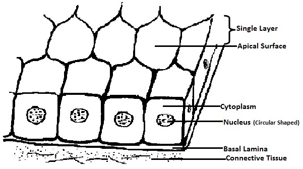 epithelium cuboidal