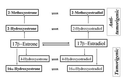 e2 metabolism
