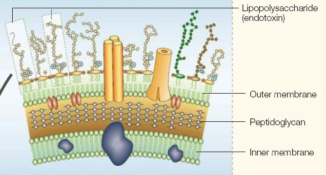 cell wall structure. Structure of the cell wall of