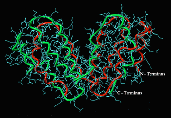 Adaptive Immune Response To Viral Infection