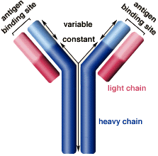 antibody structure blind