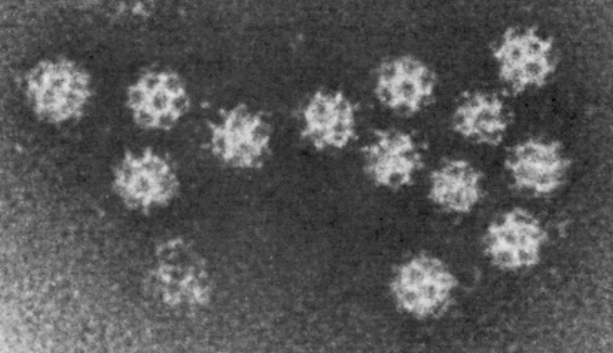 bio.davidson.eduThe Yellow Fever Virus bio.davidson.eduThe Yellow Fever Virus