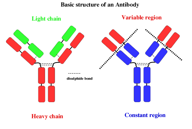 basic%20ab%20structure.gif