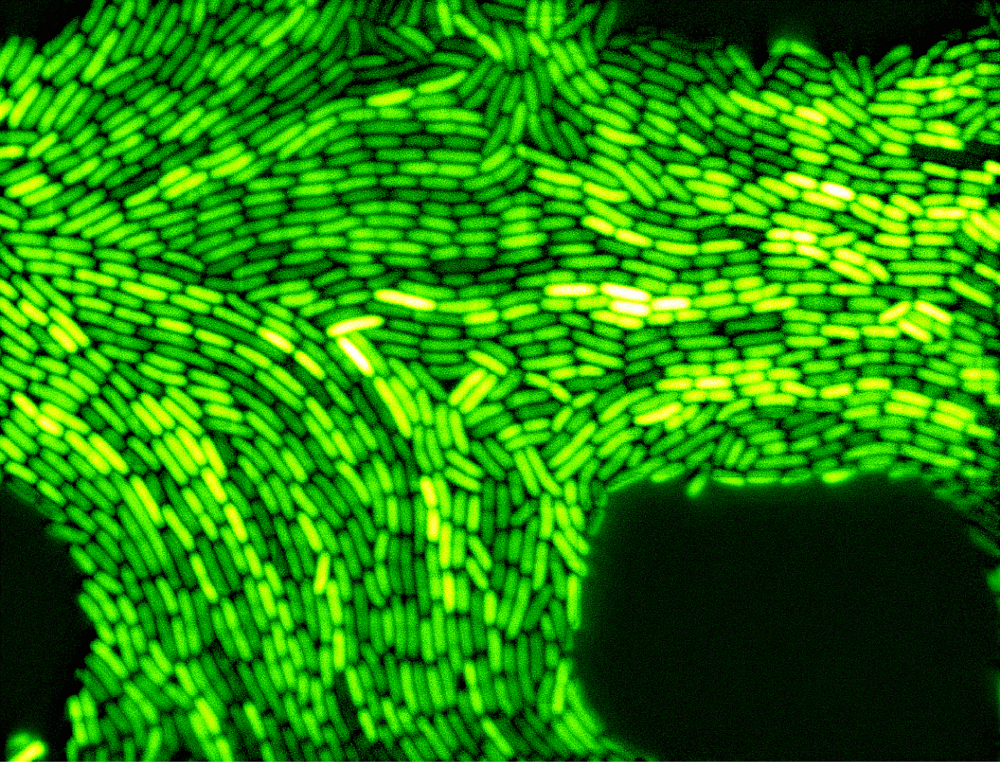 Gfp E Coli