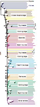 Phylogenetic Tree