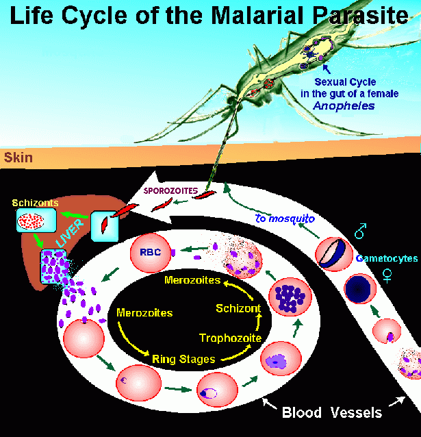 Malaria This Page Was Created As An Assignment For My Immunology Class At Davidson College Last Updated 2 18 98 A Picture Of The Female Anopholes Mosquito Transmitter Of The Malaria Parasite Image Taken From The Who Page Malaria Facts And