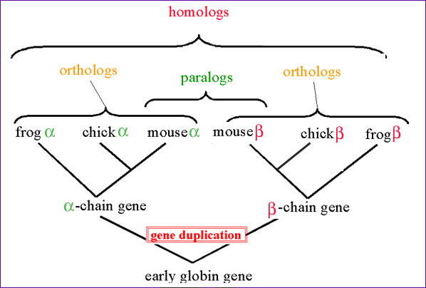 ortholog