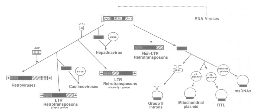 RTEvolutionScheme