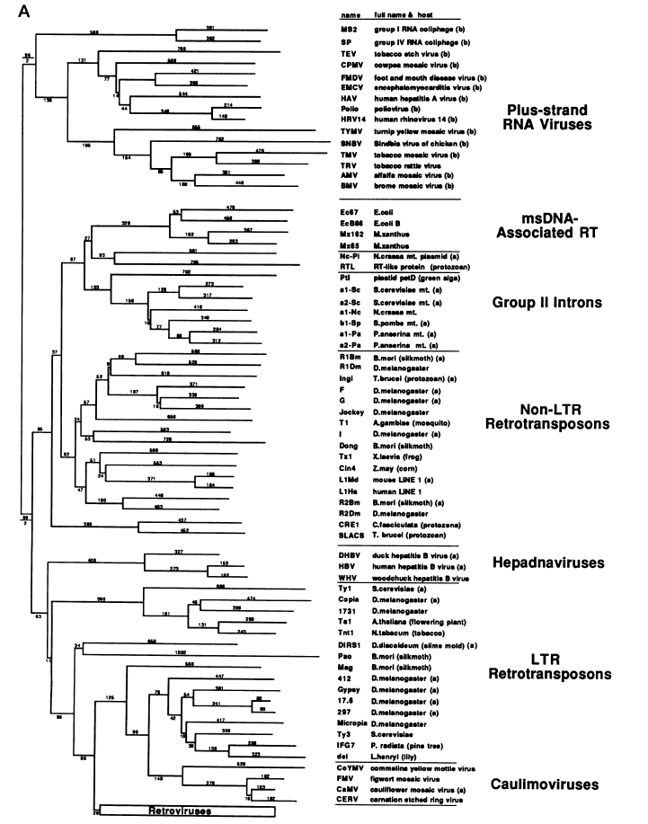 RTPhylogeneticTree