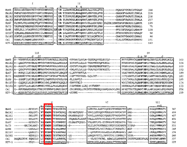 msDNAsequencecomparison