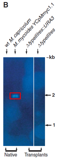 partFig2BReviewPaper