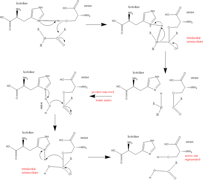 Thrombin