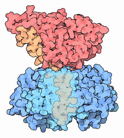 Cholera toxin