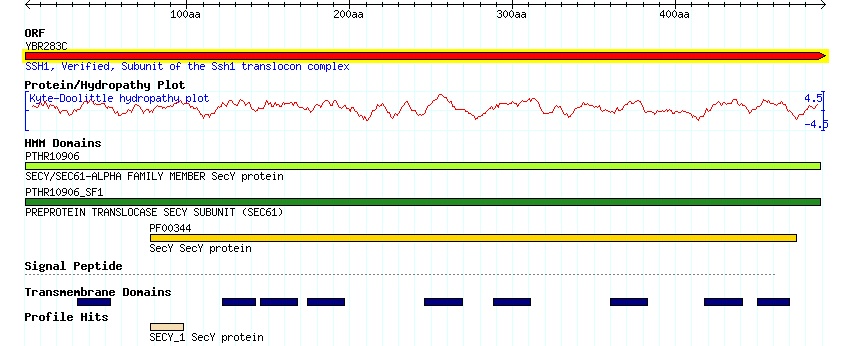 SSH1 kyte