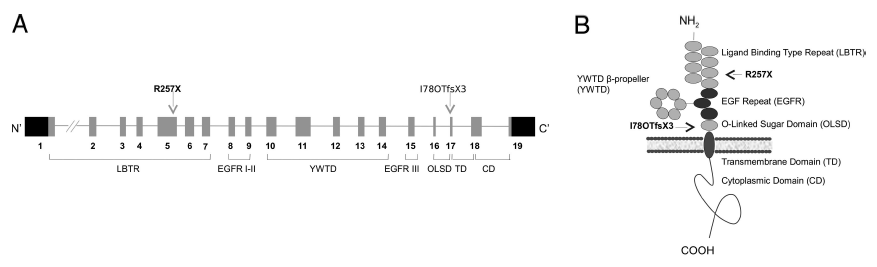 Structural Analysis of VLDLR