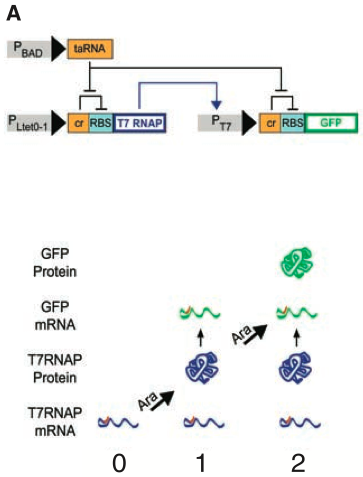 figure1a