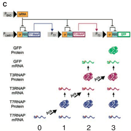 figure1c