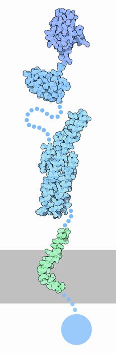 G Protein System